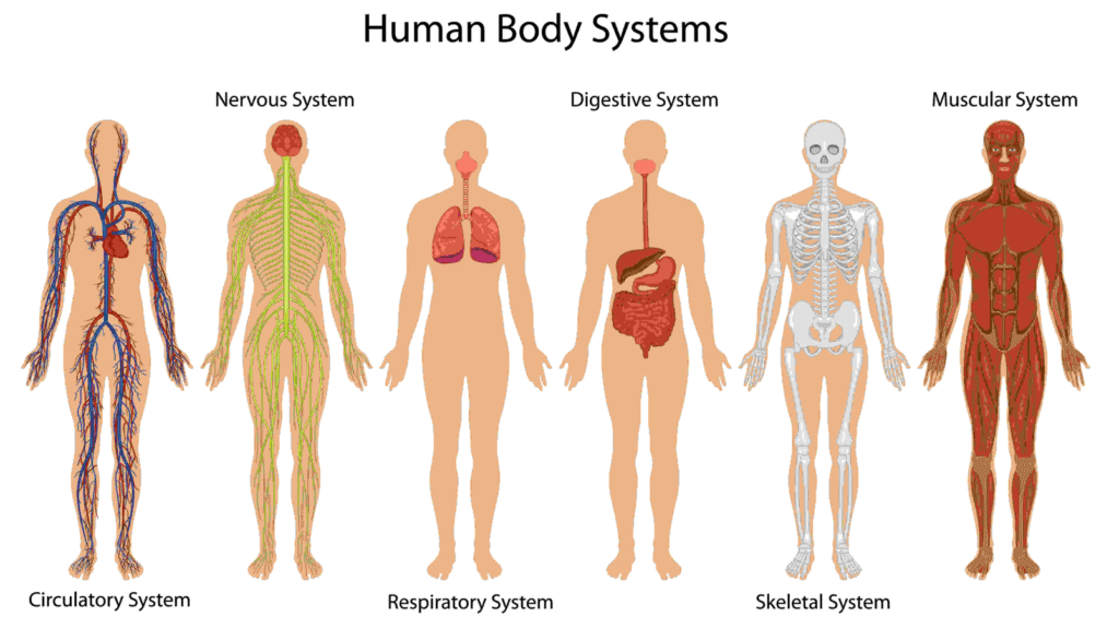 Educational image showing six human body systems—circulatory, nervous, respiratory, digestive, skeletal, and muscular—each illustrated with labeled anatomical diagrams for clear comparison and learning.