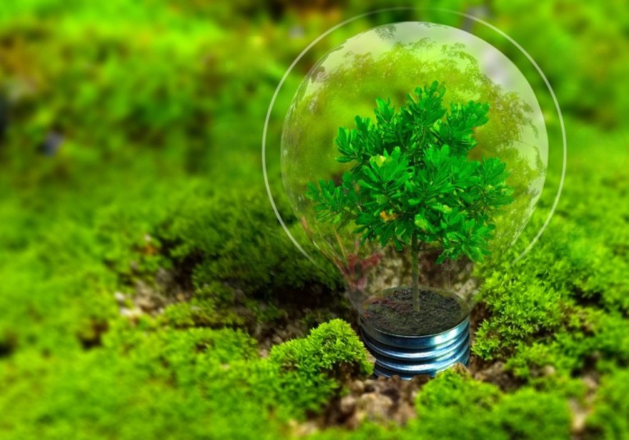 Small green tree growing inside a clear light bulb placed on moss, symbolizing sustainability and eco-friendly energy
