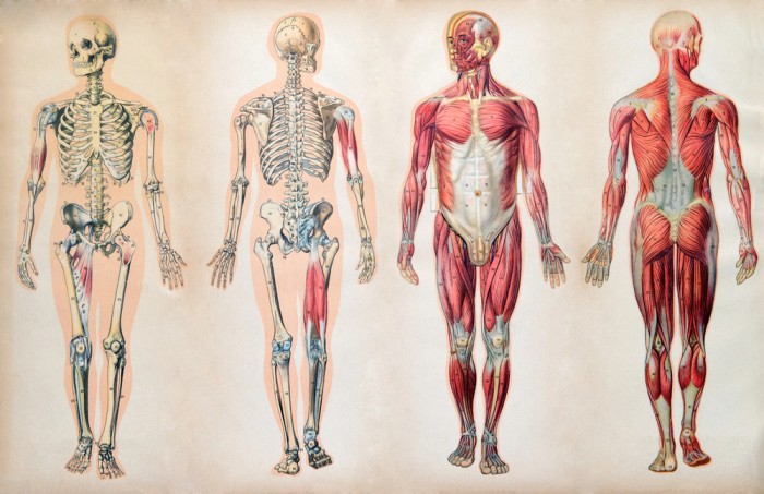 Anatomical illustration showing front and back views of the human skeletal and muscular systems